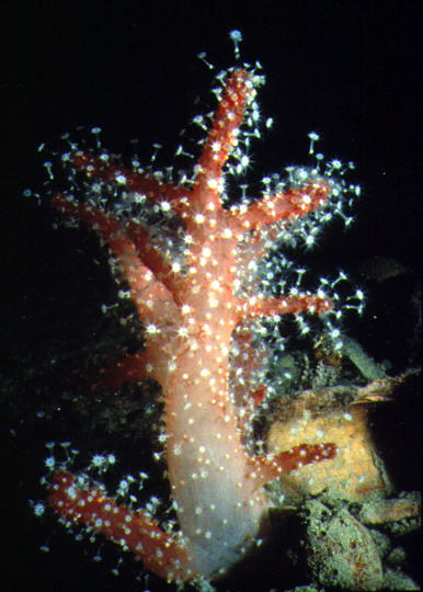 Alcyonium palmatum